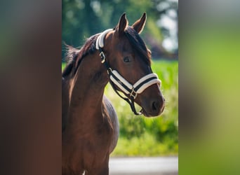 Belgisches Warmblut, Wallach, 3 Jahre, 166 cm, Brauner