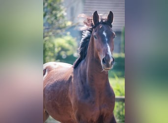 Belgisches Warmblut, Wallach, 3 Jahre, 166 cm, Brauner