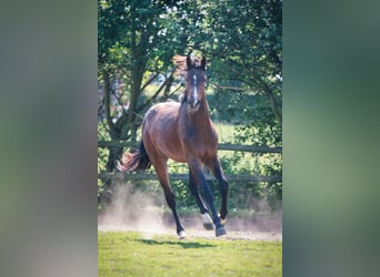 Belgisches Warmblut, Wallach, 3 Jahre, 166 cm, Brauner