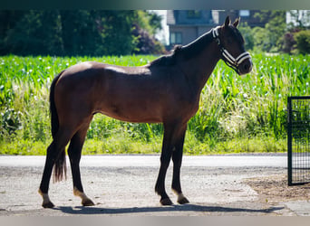 Belgisches Warmblut, Wallach, 3 Jahre, 166 cm, Brauner