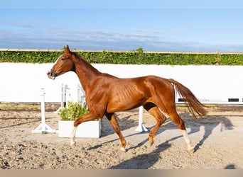 Belgisches Warmblut, Wallach, 3 Jahre, 166 cm, Fuchs