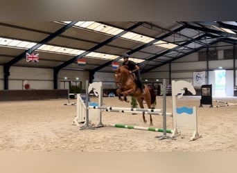 Belgisches Warmblut, Wallach, 3 Jahre, 167 cm, Fuchs