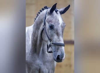 Belgisches Warmblut, Wallach, 3 Jahre, 167 cm, Schimmel