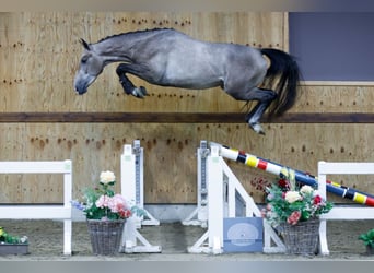 Belgisches Warmblut, Wallach, 3 Jahre, 167 cm, Schimmel