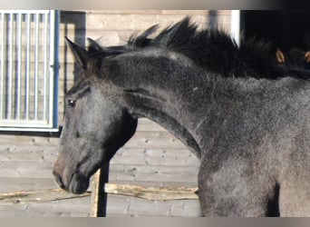 Belgisches Warmblut, Wallach, 3 Jahre, 167 cm, Schimmel