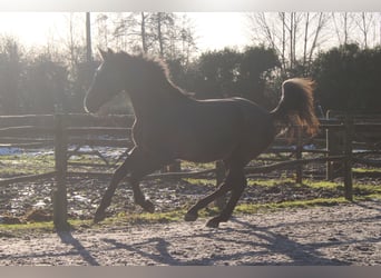 Belgisches Warmblut, Wallach, 3 Jahre, 167 cm, Schimmel