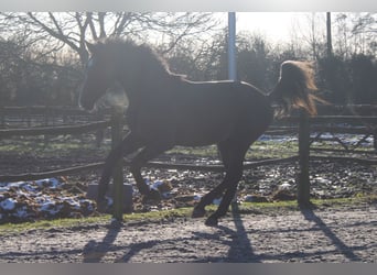 Belgisches Warmblut, Wallach, 3 Jahre, 167 cm, Schimmel