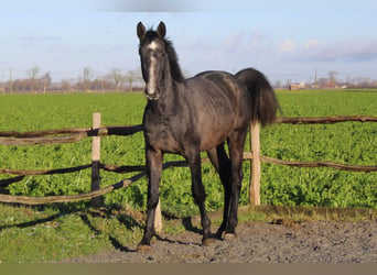 Belgisches Warmblut, Wallach, 3 Jahre, 167 cm, Schimmel