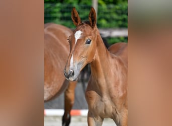 Belgisches Warmblut, Wallach, 3 Jahre, 168 cm, Brauner
