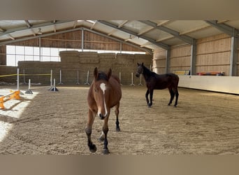 Belgisches Warmblut, Wallach, 3 Jahre, 168 cm, Brauner