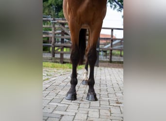 Belgisches Warmblut, Wallach, 3 Jahre, 168 cm, Brauner