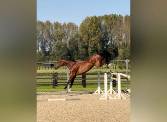 Belgisches Warmblut, Wallach, 3 Jahre, 168 cm, Brauner