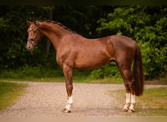 Belgisches Warmblut, Wallach, 3 Jahre, 168 cm, Dunkelfuchs