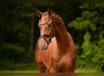 Belgisches Warmblut, Wallach, 3 Jahre, 168 cm, Dunkelfuchs
