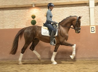 Belgisches Warmblut, Wallach, 3 Jahre, 168 cm, Dunkelfuchs