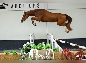 Belgisches Warmblut, Wallach, 3 Jahre, 169 cm, Fuchs