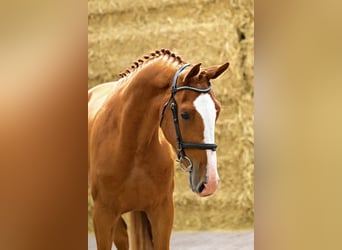 Belgisches Warmblut, Wallach, 3 Jahre, 169 cm, Fuchs