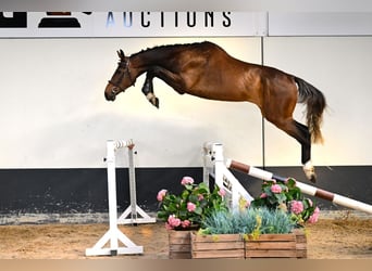 Belgisches Warmblut, Wallach, 3 Jahre, 170 cm, Brauner