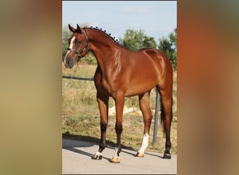 Belgisches Warmblut, Wallach, 3 Jahre, 170 cm, Brauner