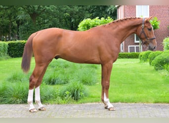 Belgisches Warmblut, Wallach, 3 Jahre, 170 cm, Fuchs