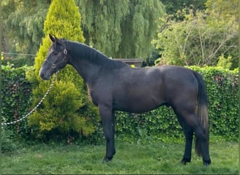 Belgisches Warmblut, Wallach, 3 Jahre, 170 cm, Rappschimmel