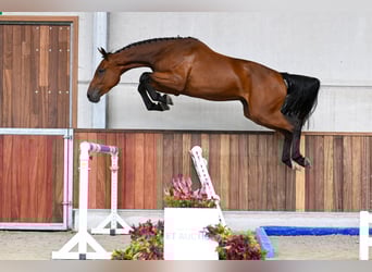 Belgisches Warmblut, Wallach, 3 Jahre, 170 cm, Rotbrauner