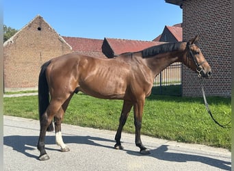 Belgisches Warmblut, Wallach, 3 Jahre, 171 cm, Brauner