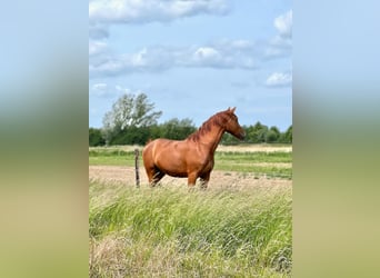 Belgisches Warmblut, Wallach, 3 Jahre, 171 cm, Fuchs