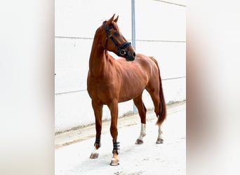 Belgisches Warmblut, Wallach, 3 Jahre, 171 cm, Fuchs