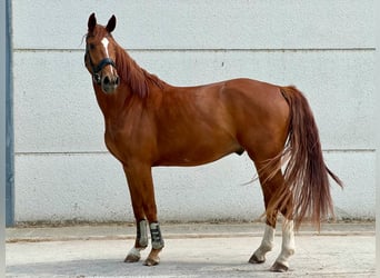 Belgisches Warmblut, Wallach, 3 Jahre, 171 cm, Fuchs