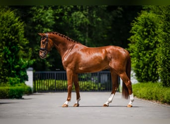 Belgisches Warmblut, Wallach, 3 Jahre, 172 cm, Dunkelfuchs