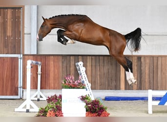 Belgisches Warmblut, Wallach, 3 Jahre, 172 cm, Rotbrauner