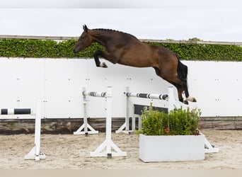 Belgisches Warmblut, Wallach, 3 Jahre, 173 cm, Brauner