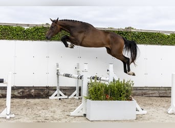 Belgisches Warmblut, Wallach, 3 Jahre, 173 cm, Brauner