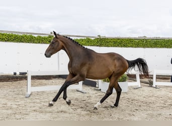 Belgisches Warmblut, Wallach, 3 Jahre, 173 cm, Brauner