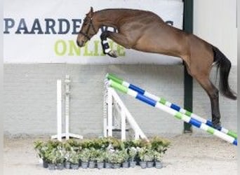 Belgisches Warmblut, Wallach, 3 Jahre, 174 cm, Hellbrauner