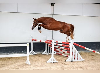 Belgisches Warmblut, Wallach, 3 Jahre, 175 cm, Fuchs