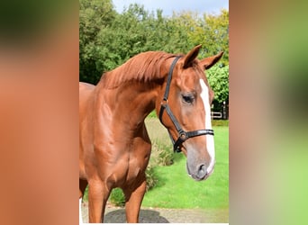 Belgisches Warmblut, Wallach, 3 Jahre, 175 cm, Fuchs