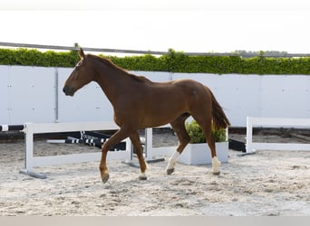 Belgisches Warmblut, Wallach, 3 Jahre, 175 cm, Fuchs