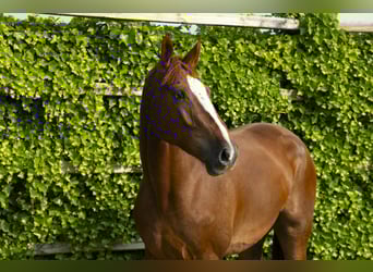 Belgisches Warmblut, Wallach, 3 Jahre, 175 cm, Fuchs
