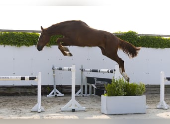 Belgisches Warmblut, Wallach, 3 Jahre, 175 cm, Fuchs