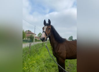 Belgisches Warmblut, Wallach, 3 Jahre, Brauner
