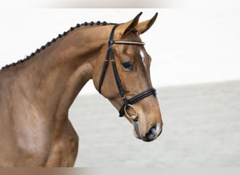 Belgisches Warmblut, Wallach, 3 Jahre, Rotbrauner