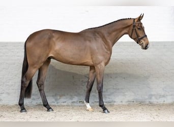 Belgisches Warmblut, Wallach, 3 Jahre, Rotbrauner