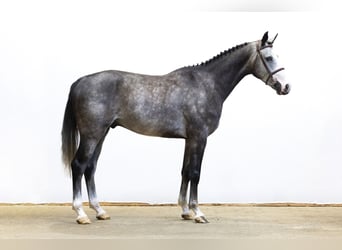 Belgisches Warmblut, Wallach, 4 Jahre, 159 cm, Schimmel