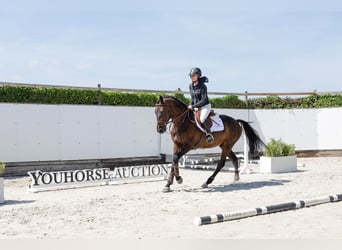 Belgisches Warmblut, Wallach, 4 Jahre, 160 cm, Dunkelbrauner