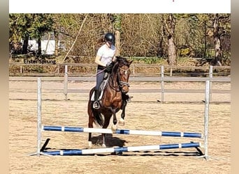 Belgisches Warmblut, Wallach, 4 Jahre, 162 cm, Brauner