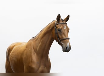 Belgisches Warmblut, Wallach, 4 Jahre, 162 cm, Brauner