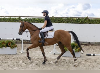 Belgisches Warmblut, Wallach, 4 Jahre, 162 cm, Brauner