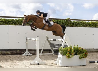 Belgisches Warmblut, Wallach, 4 Jahre, 162 cm, Brauner